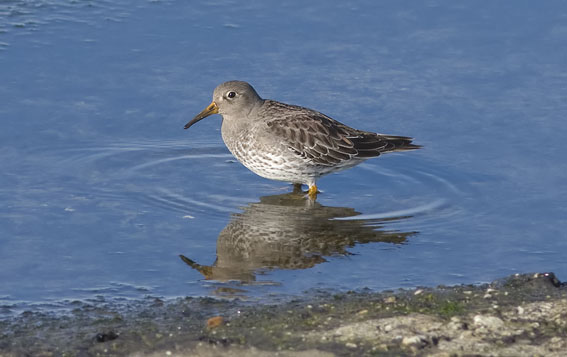 Paarsestrandloper080208